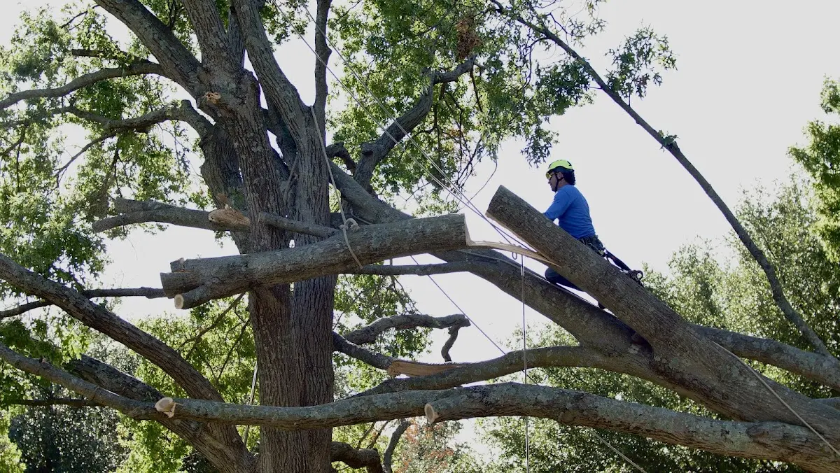 Professional Crown Thinning performed by certified arborists in Redlake